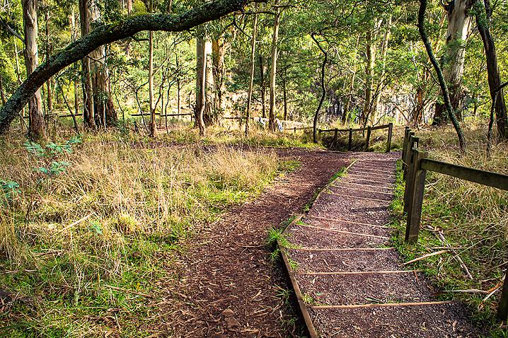 Trentham Falls Walk 